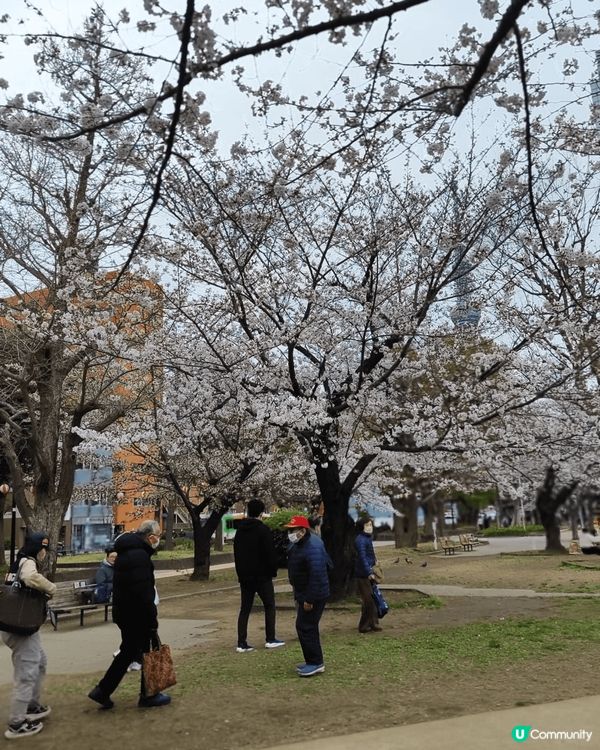 🌸錦糸公園的最大特色在於能將櫻花和整座東京地標「晴空塔」同時...