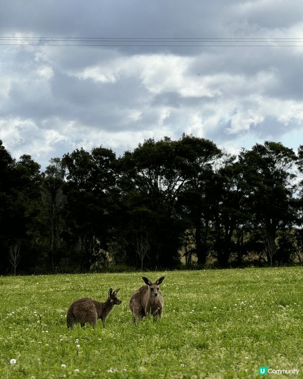 人生第一次去澳洲遺憾嘅係去唔到玩Sky Dive ，又玩唔到...