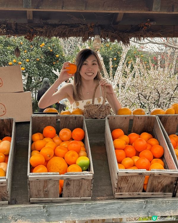 一個濟洲你唔去一定會後悔既咖啡廳🍊