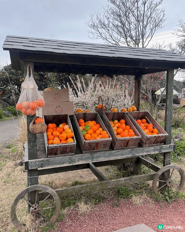 一個濟洲你唔去一定會後悔既咖啡廳🍊