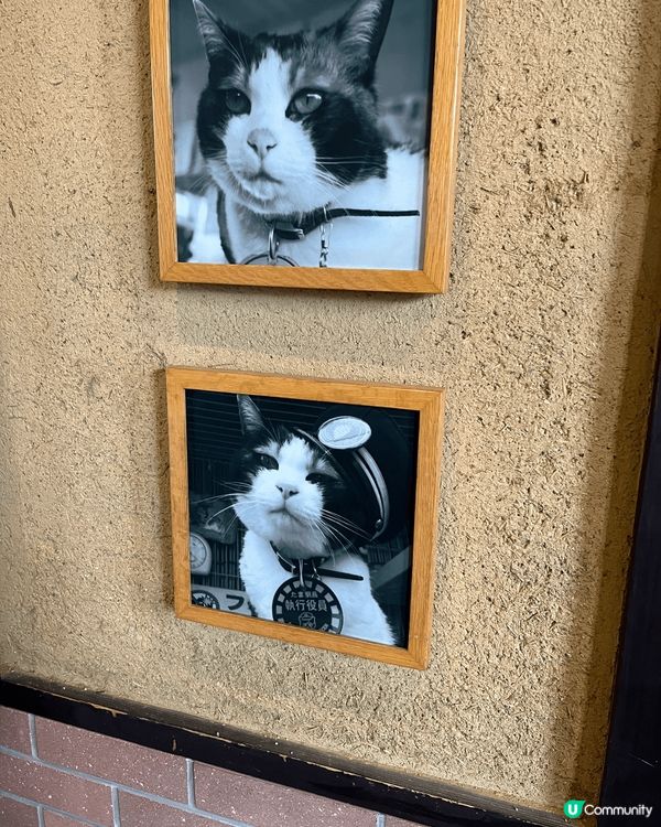 這是我和媽咪去日本旅行相片，其中去到奈良看鹿鹿，也到火車站看...