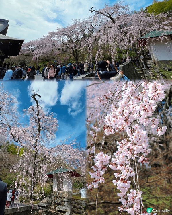 京都天龍寺，剛剛遇着櫻花季節，內有好出名的枝垂樱，還有湖景和...