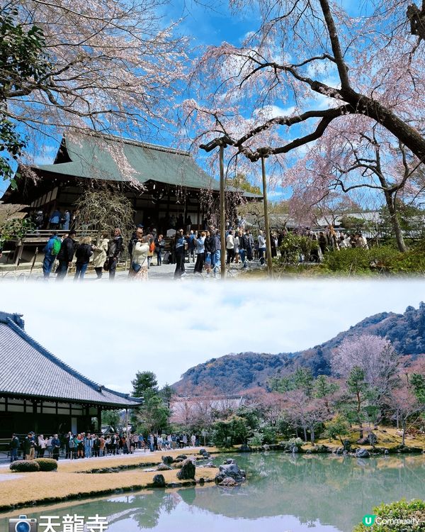 京都天龍寺，剛剛遇着櫻花季節，內有好出名的枝垂樱，還有湖景和...