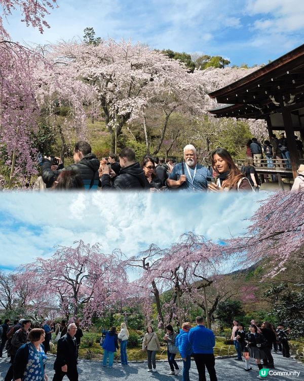 京都天龍寺，剛剛遇着櫻花季節，內有好出名的枝垂樱，還有湖景和...