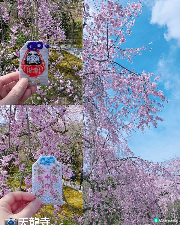 京都天龍寺，剛剛遇着櫻花季節，內有好出名的枝垂樱，還有湖景和...