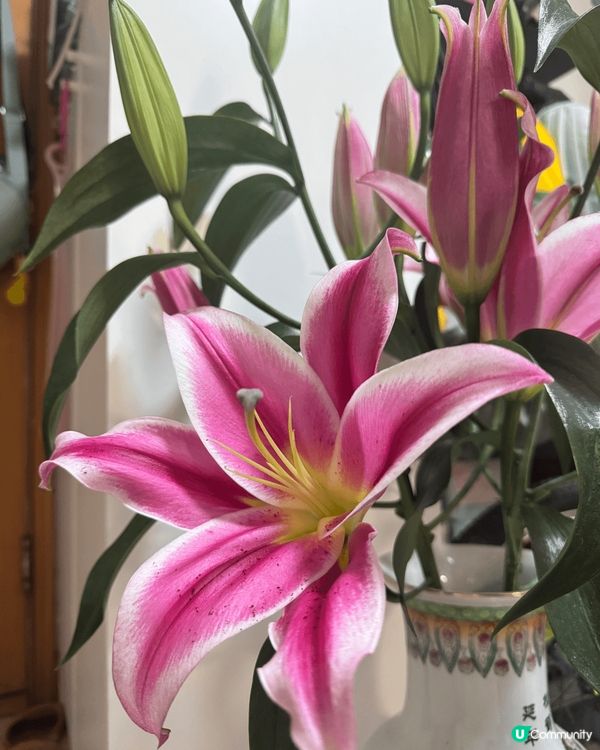 春天來啦！花兒開啦！多加留意身邊嘅景色，到處都是美好的時光！...