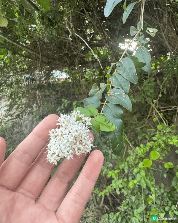 春天來啦！花兒開啦！多加留意身邊嘅景色，到處都是美好的時光！...