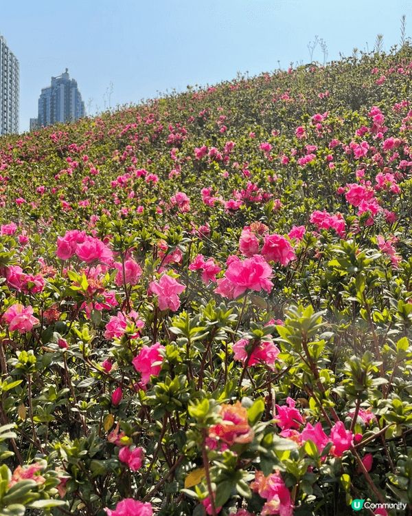 花。悅 -也許春天喚不到你的情人來，但請不要忘記春花送你的浪...