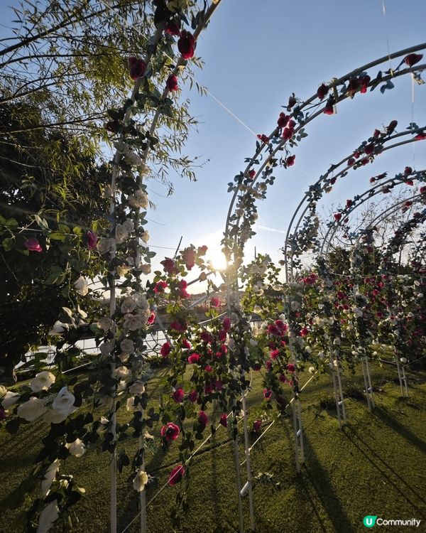 花。悅 -也許春天喚不到你的情人來，但請不要忘記春花送你的浪...