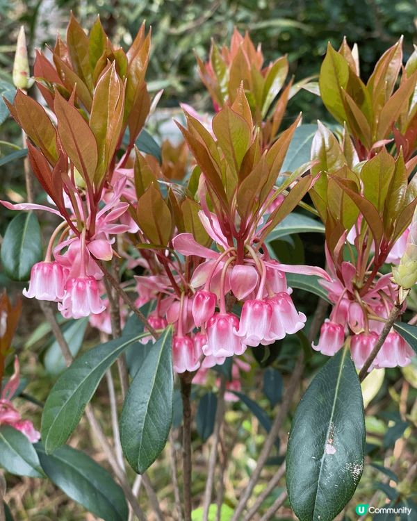 花。悅 -也許春天喚不到你的情人來，但請不要忘記春花送你的浪...