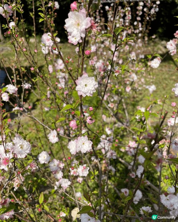 花。悅 -也許春天喚不到你的情人來，但請不要忘記春花送你的浪...