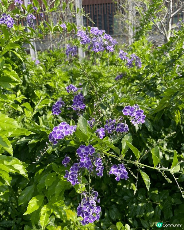 花。悅 -也許春天喚不到你的情人來，但請不要忘記春花送你的浪...