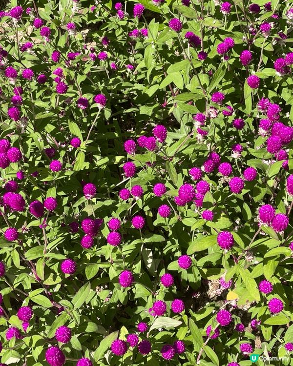 花。悅 -也許春天喚不到你的情人來，但請不要忘記春花送你的浪...