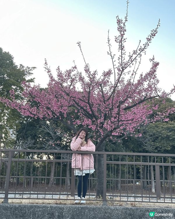 今年二月中去東京嘅時候，本身今年天氣比較凍，櫻花都應該未開，...