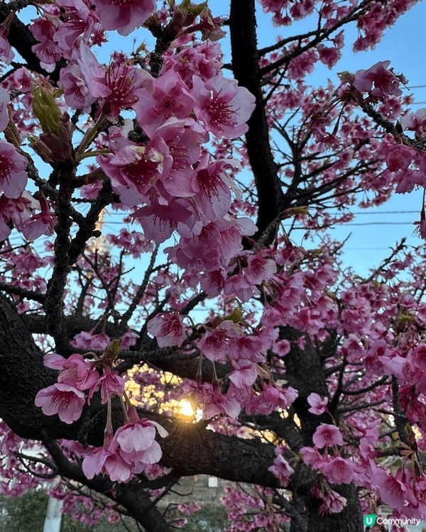 今年二月中去東京嘅時候，本身今年天氣比較凍，櫻花都應該未開，...