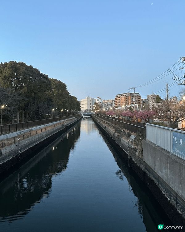 今年二月中去東京嘅時候，本身今年天氣比較凍，櫻花都應該未開，...