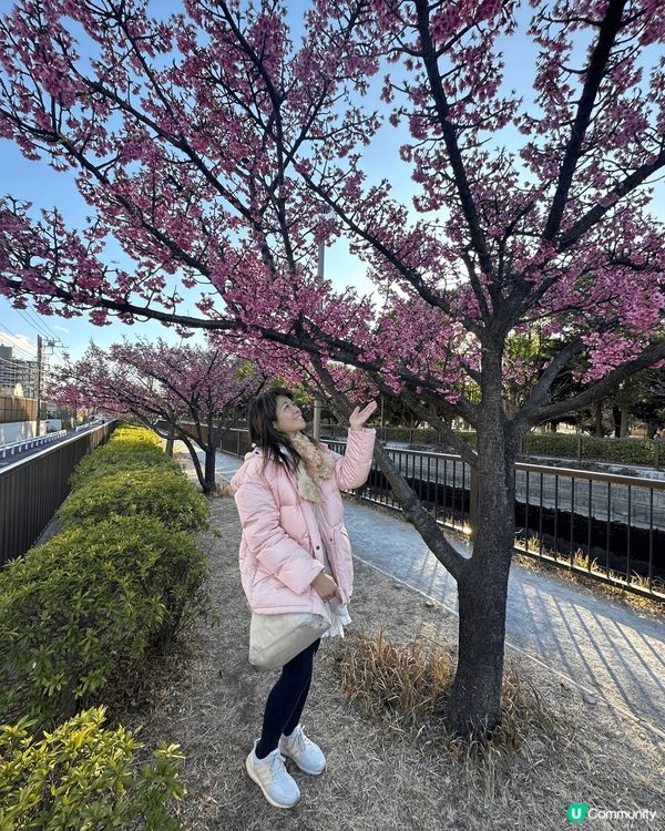 今年二月中去東京嘅時候，本身今年天氣比較凍，櫻花都應該未開，...