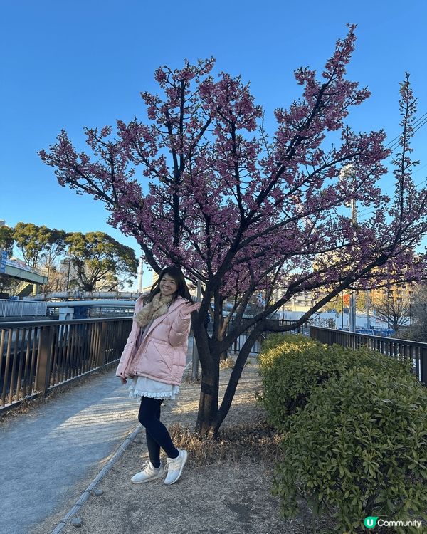 今年二月中去東京嘅時候，本身今年天氣比較凍，櫻花都應該未開，...