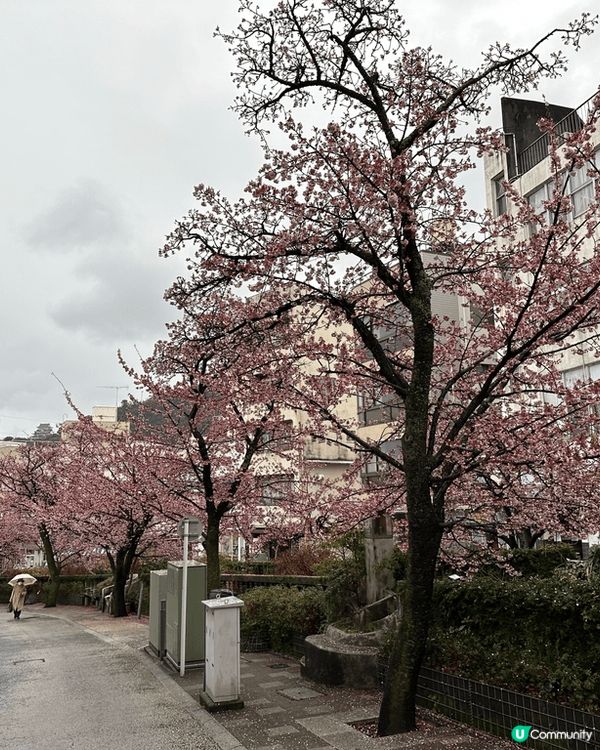 睇櫻花唔一定要三至四月份去睇，去年一月尾去東京旅行時去熱海，...