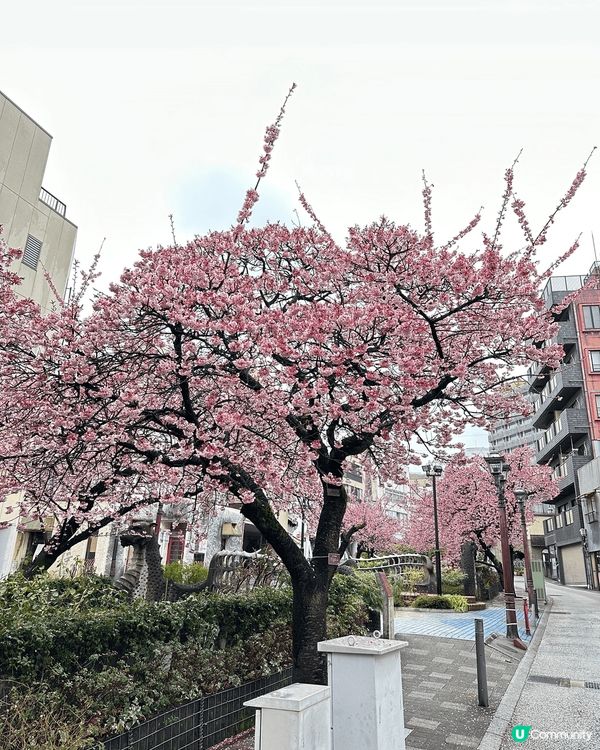 睇櫻花唔一定要三至四月份去睇，去年一月尾去東京旅行時去熱海，...