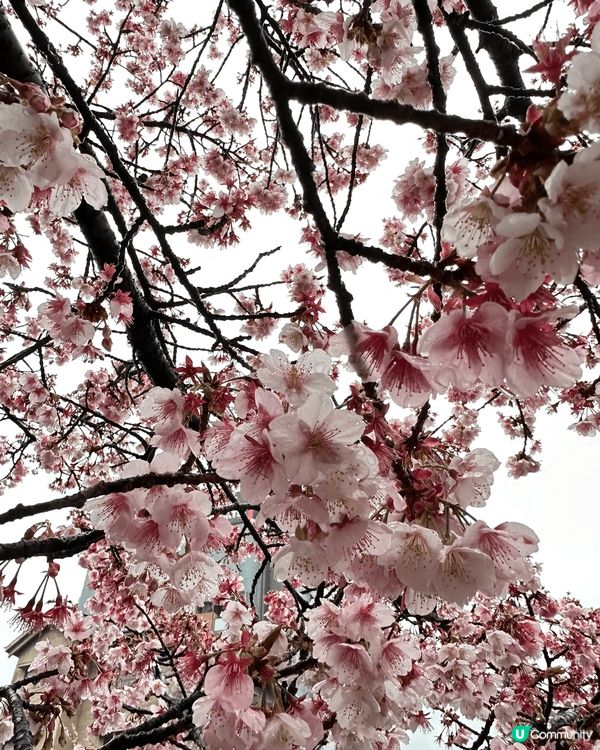 睇櫻花唔一定要三至四月份去睇，去年一月尾去東京旅行時去熱海，...