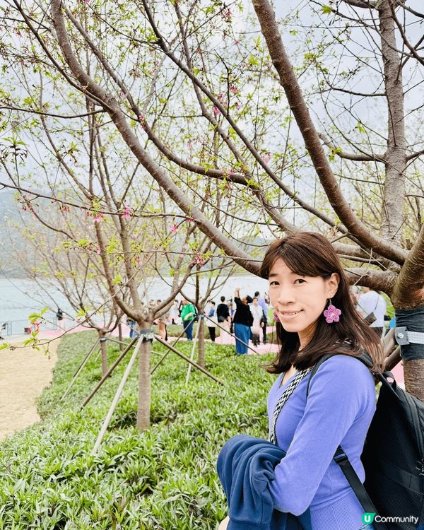 #沉醉櫻花海 說到人氣打咭熱點，一定要提 : 東涌停機坪附近...