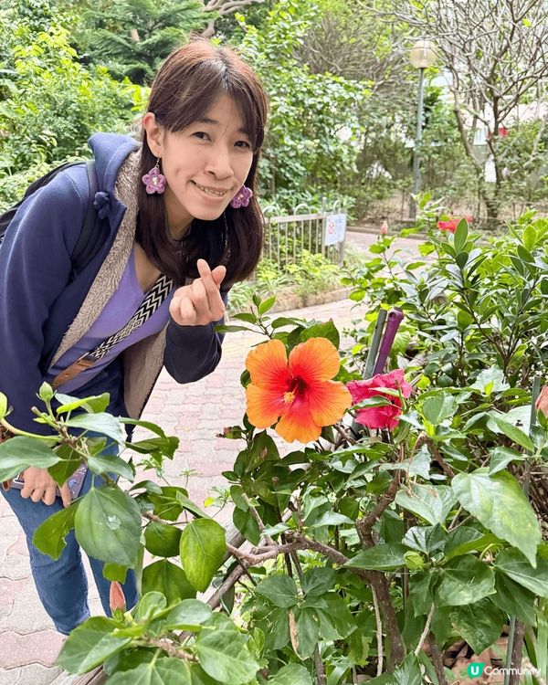 #沉醉櫻花海 說到人氣打咭熱點，一定要提 : 東涌停機坪附近...