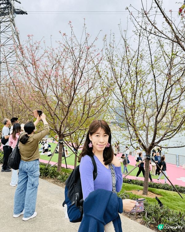 #沉醉櫻花海 說到人氣打咭熱點，一定要提 : 東涌停機坪附近...