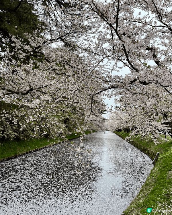 青森弘前公園櫻花花海，整個公園都是櫻花，超震撼，裏面還有最出...