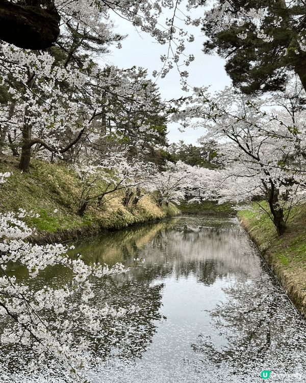 青森弘前公園櫻花花海，整個公園都是櫻花，超震撼，裏面還有最出...