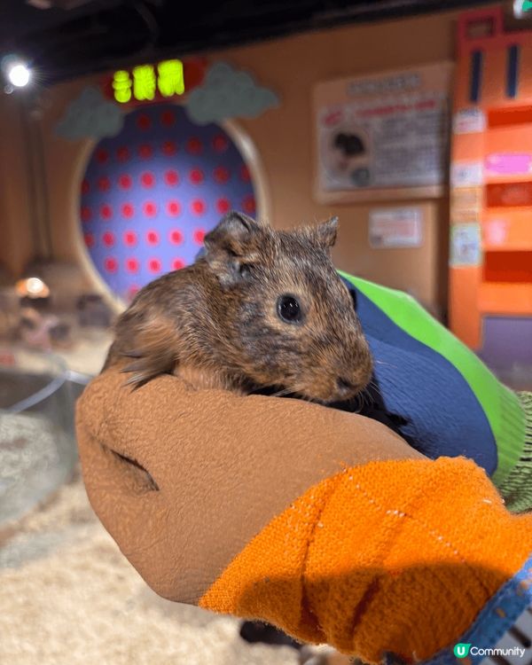 珠海印象城，除咗有山姆之外，仲有一間好出色溫馨嘅動物園，可以...