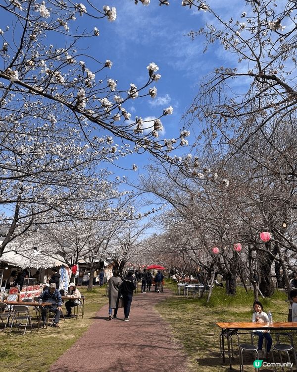 這裡是日本名古屋的犬山城。剛剛踏入櫻花季節，就令我幸福地見到...
