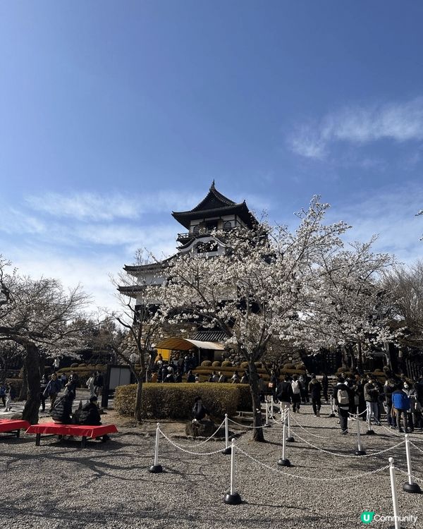 這裡是日本名古屋的犬山城。剛剛踏入櫻花季節，就令我幸福地見到...