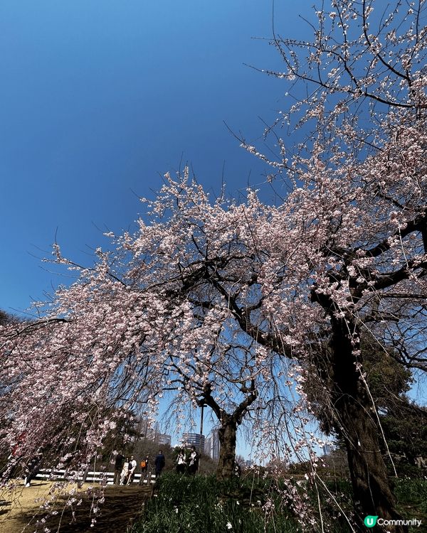 東京新宿御苑櫻花2025