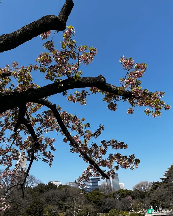 東京新宿御苑櫻花2025