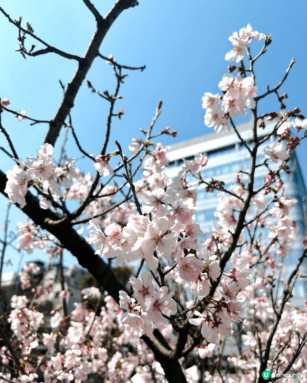 東京新宿御苑櫻花2025