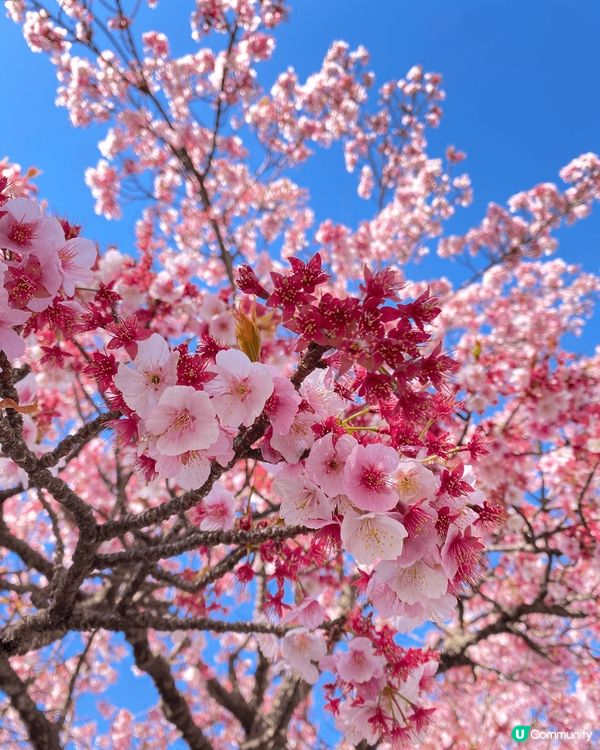 《🌸 東京近郊賞櫻勝地》「河津櫻花祭2025」