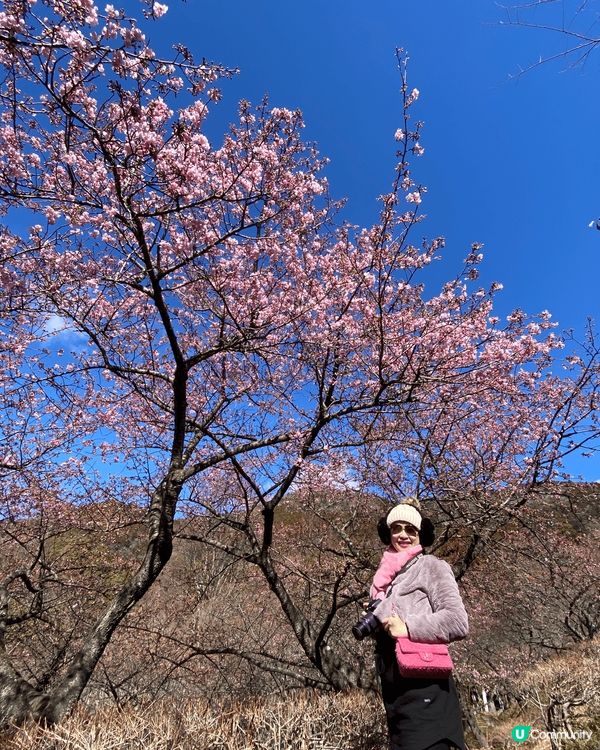 《🌸 東京近郊賞櫻勝地》「河津櫻花祭2025」