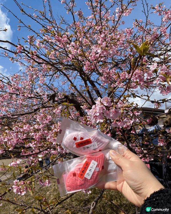 《🌸 東京近郊賞櫻勝地》「河津櫻花祭2025」