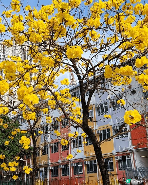美麗的黃花風柃木