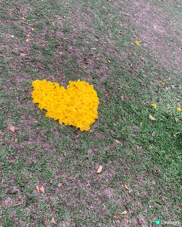 美麗的黃花風柃木