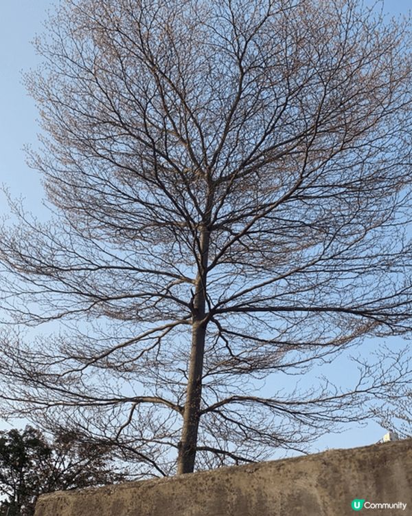 美麗的黃花風柃木
