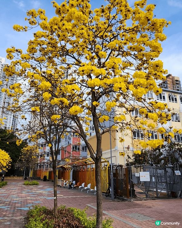美麗的黃花風柃木