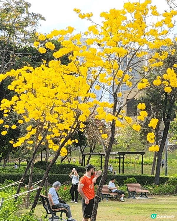 美麗的黃花風柃木