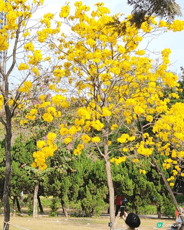 美麗的黃花風柃木