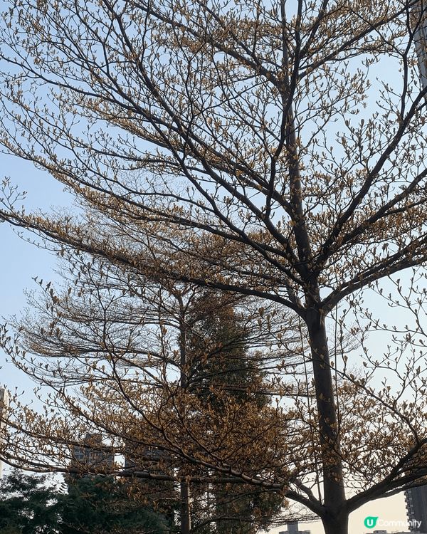 美麗的黃花風柃木