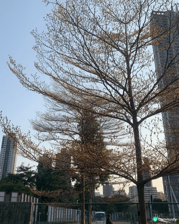 美麗的黃花風柃木