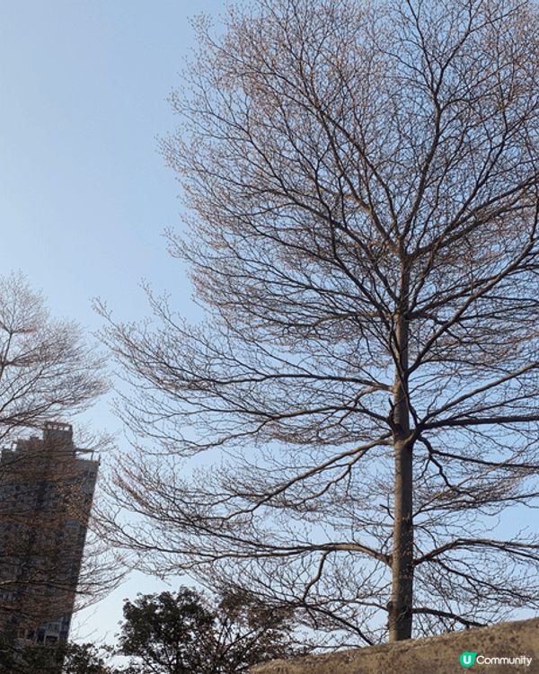 美麗的黃花風柃木