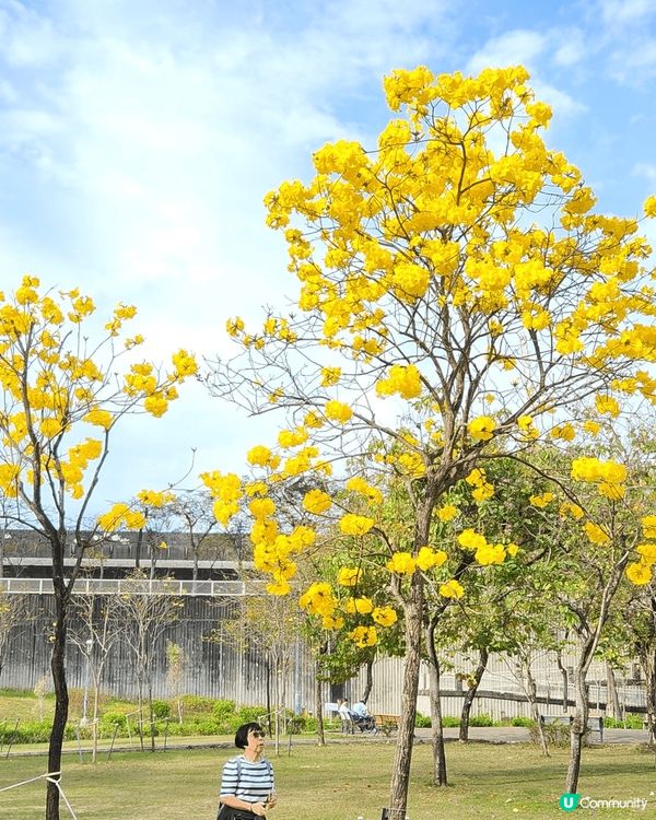 美麗的黃花風柃木
