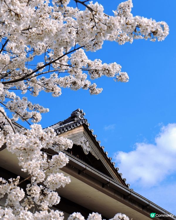嵐山隱世賞樱秘境🌸車折神社⛩️
